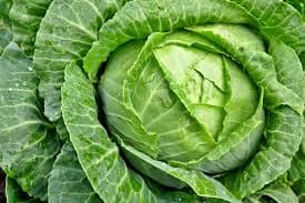 Green Cabbage
