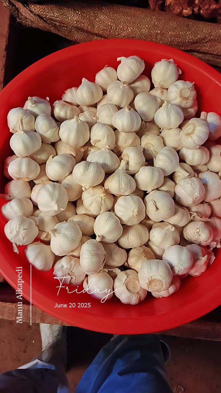 Garlic Bulbs
